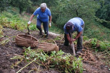 Le patate di Comba Garino