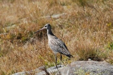 La pittima minore di Roca Bianca