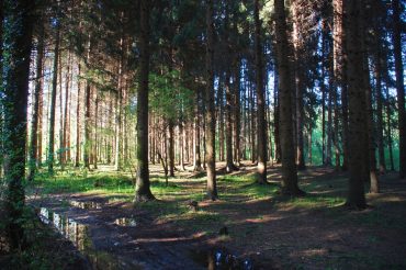 C’era una volta un bosco