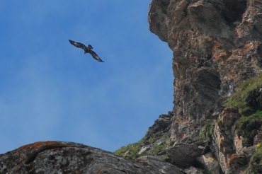 L’aquila della Vecchia
