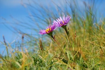 I fiori della Vecchia