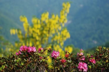 Un mondo giallo-rosa