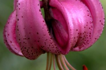 Non bastavano i santi