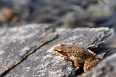 Filastrocca degli anfibi