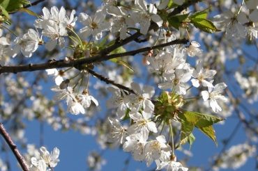 Bianco di Primavera