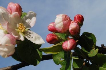 Bianco di Primavera