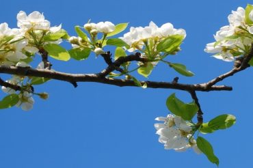 Bianco di Primavera