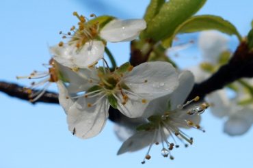 Bianco di Primavera