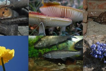 Giornata mondiale della biodiversità