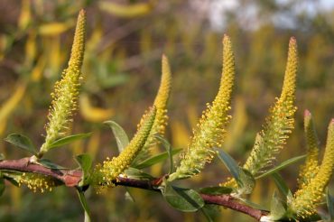 Il salice più bello