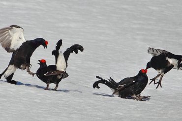 Non sparate sul fagiano