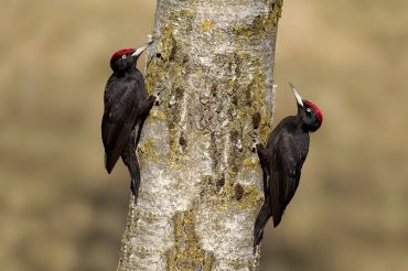 Col cappello da cardinale
