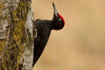 Col cappello da cardinale