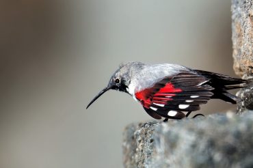 La farfalla di Fenestrelle