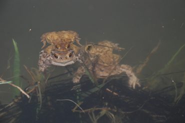 I ‘Babi’ innamorati