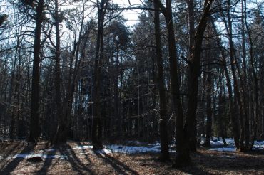 ‘Se me pessie mi te mordu’