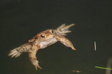 I ‘Babi’ innamorati