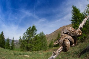 Il serpente senza nome