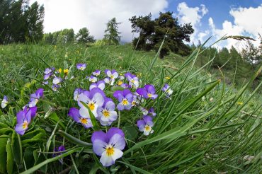 I fiori di Persefone