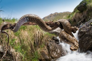 Il serpente senza nome