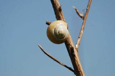 Animali da collezione