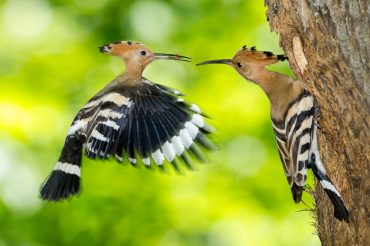 Dai Persiani ai giorni nostri