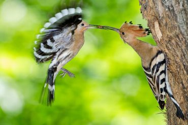 Dai Persiani ai giorni nostri