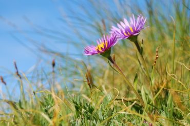 L’Astro delle Alpi