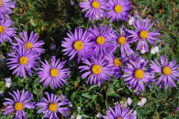 L’Astro delle Alpi