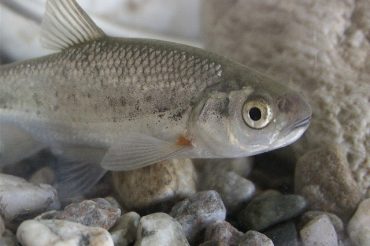 C’erano una volta…