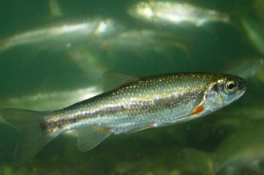 C’erano una volta…