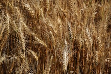 Signor Progresso, ridammi il grano!