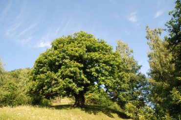 Il paesaggio dalla Benna