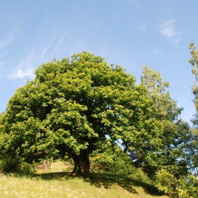 
				Il Castagno della Benna		