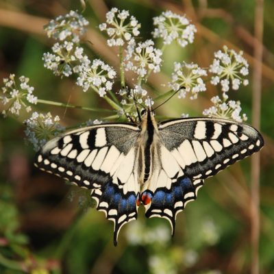 
				La macaone della Benna		