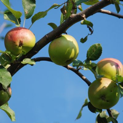 
				Le mele non trattate		