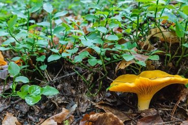 Funghi, funghi, funghi