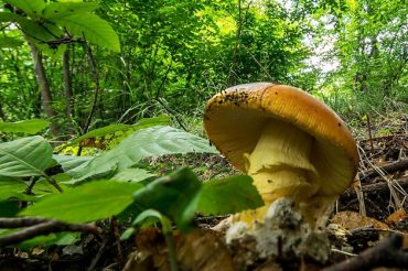 Funghi, funghi, funghi