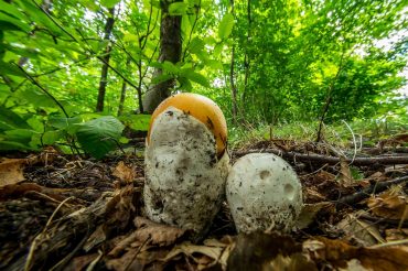 Funghi, funghi, funghi