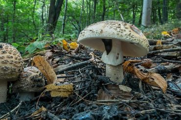 Funghi, funghi, funghi