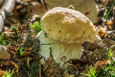 Funghi, funghi, funghi