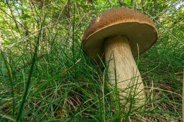 Funghi, funghi, funghi