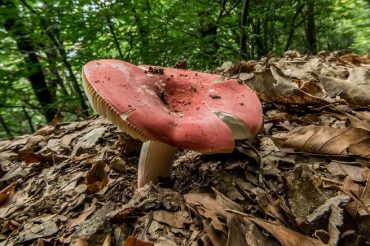 Funghi, funghi, funghi