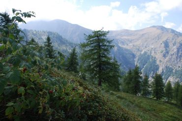 I lamponi del Lausun