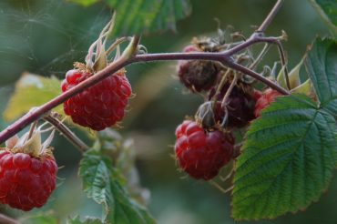 I lamponi del Lausun