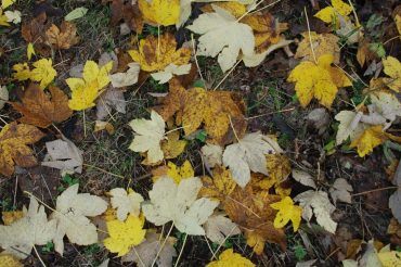 Pitture per il sonno