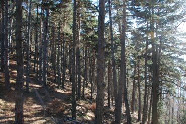 Il sentiero dei pini