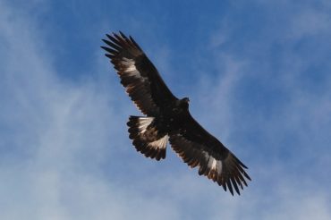 L’aquila del Ciantiplagna