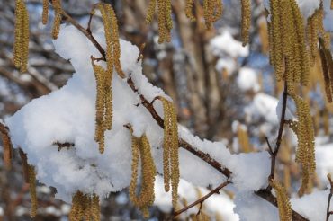 Le macchie di luce dei salmoni