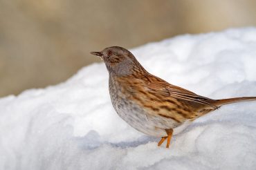 La passera scopaiola